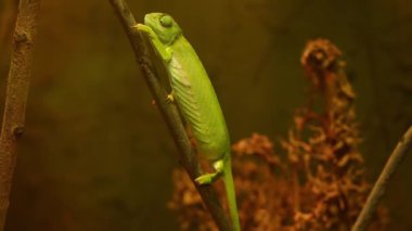 Bukalemun ağaç dalında yürüyor ve gözlerini oynatıyor. Yeşil bukalemunun yakın çekim görüntüsü..