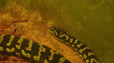 Yılan Python dinleniyor ve yuvada kendini sarmaladı. Piton yılanı kıvrıldı ve sıcak ışık altında hayvanat bahçesinde uyudu. Ormanda yaşayan ve büyük hayvanlarla beslenen büyük bir yılan..