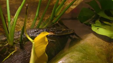 Schneider Dwarf Caiman olarak bilinen kayman, Güney Amerika 'dan küçük bir timsah. Yabani otların arasında saklanan sevimli küçük timsah. Egzotik hayvan hobisi.