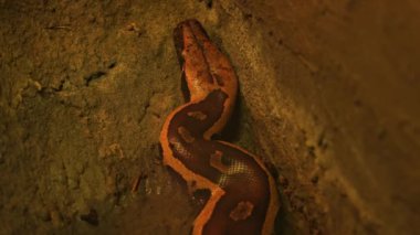 Yılan Python dinleniyor ve yuvada kendini sarmaladı. Piton yılanı kıvrıldı ve sıcak ışık altında hayvanat bahçesinde uyudu. Ormanda yaşayan ve büyük hayvanlarla beslenen büyük bir yılan..