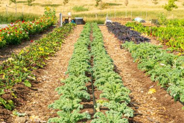 Bushes of lettuce salad seedlings in the soil of urban garden. Summer agricultural landscape farming and gardening in the city.