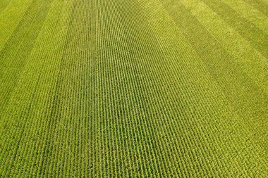 Yeşil mısır tarlasının geometrik hava görüntüsü. Uçan yeşil mısır fidanları manzarası. Kalıplı mısırlar. Tarım arazisi.