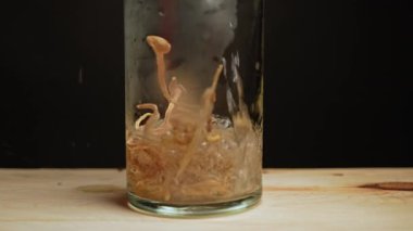 Sihirli Psikedelik Mantar Hazırlama 'dan çay içmek. Kuru Psilocybin mantarlı bir çaydanlığa sıcak su dökmek ahşap bir masaya konur. Depresyon ve anksiyete için mikrodoz.