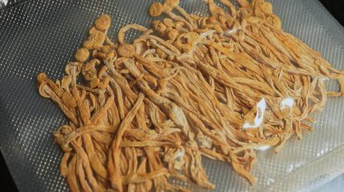 Sihirli mantar makrosu yakın çekim, Psilocybin halüsinojen mantarlar veya Altın Öğretmen. Mikro doz konsepti. Psilosibe cubensis. Altın halo, küp ya da psilosinli altın başlık olarak bilinir. Mantar ailesi.