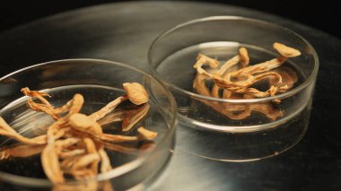 Psilosibin mantarlarının mikrodozu tedavi ve depresyon tedavisi için küçük dozda psilosibin mantarı almayı içeriyor. Sihirli mantarlar kontrollü maddeler, satılık değil..