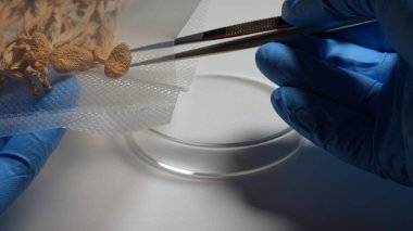 Bilim adamı sağlık tedavisi araştırmaları için sihirli mantarları inceliyor. Laboratuvar seti, psilosibin mantarları mikrodoz keşif ve geliştirme. Travma sonrası stres bozukluğu için akıl sağlığı kliniği deneme tedavisi.