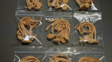 Kurutulmuş halüsinojenik sihirli mantarlar. Psikoaktif Psilosibin mantarları halüsinasyona neden olur. Canlı görüş ve renkler. Kurumuş kurutulmuş mantar tüketimi için mantar.. 