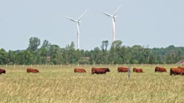 Free range cows in the farm field, grazing on grass and pasture. Farming and agriculture of dairy cows and cattle. Long distance and very hot summer air make jelly effect. Telephoto lens footage.