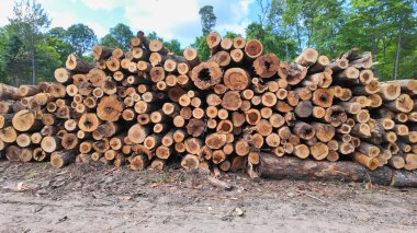 Kesik çam ve çam ağaçları yığını. İş kerestesi endüstrisi için vahşi ormandan ağaçlar. Kanada kerestesi Birleşik Devletler gümrüğüne tabidir. Yerel kereste fabrikasında sıra sıra ağaç kütükleri..