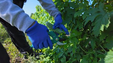 Şehrin dışındaki bahçe çiftliğinde sebze yetiştiriyor. Acı karpuz bitkisi sıraları. Kadın çiftçi çiftlikte çalışıyor ve sebzeleri topluyor. Sebze hasat edip yetiştiriyorum..