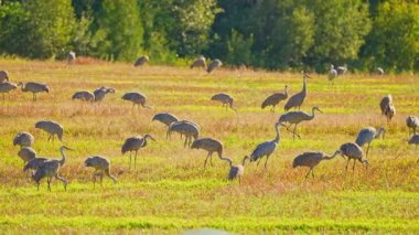 Kuzey Amerika 'nın sulak alanları ve otlakları yakınlarındaki çayırlarda yiyecek arayan Kum Tepesi Turnaları. Sandhill Turnaları daha uzun kuş türlerinden biridir. Beslenme şekilleri bitkiler, tohumlar, böcekler, küçük omurgalılar..