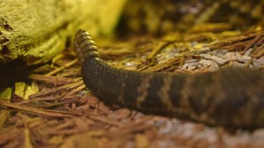 Çıngıraklı yılan çıngıraklı yılanı son derece hızlı sürünürken gösteriyor. Dünyada zehirli ve ölümcül bir yılan var. Zehirli yılanın son derece tedirgin agresif ve savunmacı türleri..