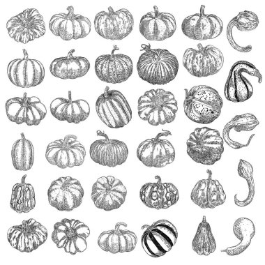Balkabağı seti, hasat ve Şükran Günü sezonunun sembolü. Sepet dekorasyonu için kabak ya da kabak. Bayram Sonbahar Festivali çizimi. Sonbaharı kutlamak için el çizimi. Vektör.