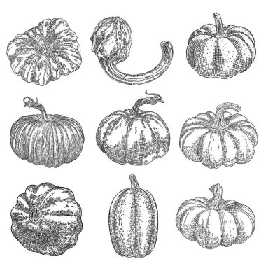 Balkabağı seti beyaz arka planda izole edildi. Mürekkeple çizilmiş balkabağı veya kabak kabağı ve kabak resmi. Tarım hasadı ve Şükran Günü ya da Cadılar Bayramı süslemeleri için semboller. Vektör.