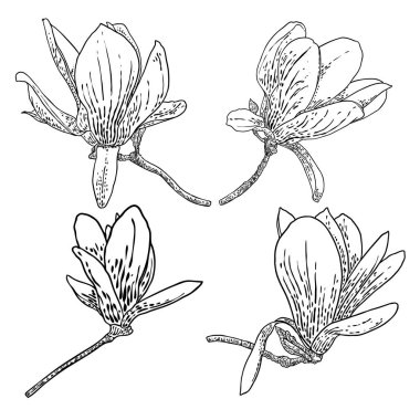 Manolya çiçeği çizimleri. Gerçek ağaçtan alınmış çiçekli botanik dallarının çizimi. Beyaz arka planda izole edilmiş siyah ve beyaz çizgiler. Manolya çiçeğinin gerçek hayatta çizilmiş hali. Vektör.