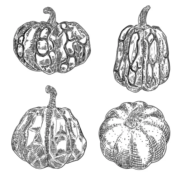 Cadılar Bayramı balkabağı ya da su kabağı seti. Jack O Lantern 'in balkabağını kutluyoruz. Geleneksel Cadılar Bayramı hasat sembolü ve sonbahar tatili dekoru. El çizimi çizimi. Vektör.