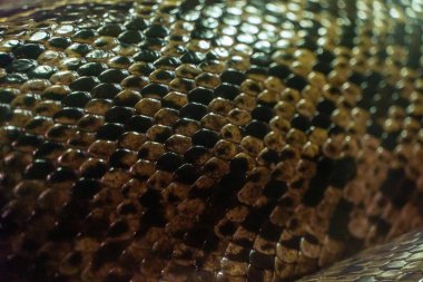 Gerçek canlı bir yılanın ya da piton derisinin parlak dokusu, ejderha canavar pulları. Yılan gibi yakın plan ve sürüngen. Parlak doğal egzotik hayvan pulları deseni.