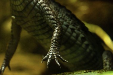 Schneider Dwarf Caiman olarak bilinen kayman 'ın tırnak ve pullarına sahip ayak parmakları, Güney Amerika' dan küçük bir timsah. Yabani otların arasında saklanan timsah. Egzotik hayvan hobisi.