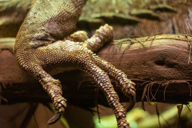 Yeşil iguana pençeleri ejderha canavarı gibi. Ağaç dalında iguana cinsi. Tırnakları ve pulları olan Amerikan iguana kertenkele parmakları. Büyük ağaçsı otçul kertenkele türü yaratık.. 