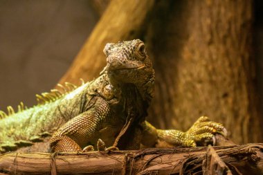 Yeşil iguana ya da Amerikan iguanası, büyük otobur kertenkele türü. Ayrıntılı yüz gözleri ve pullu doku yakından. İguana cinsi ağaç dalında dinleniyor.. 