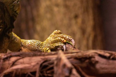 Yeşil iguana pençeleri ejderha canavarı gibi. Ağaç dalında iguana cinsi. Tırnakları ve pulları olan Amerikan iguana kertenkele parmakları. Büyük ağaçsı otçul kertenkele türü yaratık.. 