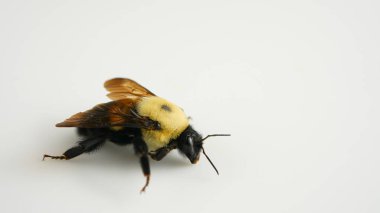 Arı nüfusunun azalması. Beyaz arka planda izole edilmiş büyük bir yaban arısı makrosu. Bombus ruderatus. Arıların soğuk bahar soğuğundan ölmesi iklim değişikliğinden ve çiçek açan bitki desenlerinden kaynaklanıyor.. 