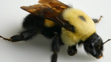 Zayıf hasta Bee ya da Bumblebee, makro. Soğuk algınlığı ve iklim değişikliğinin dondurulmuş arısı uçmaya çalışıyor. Yabanarısı popülasyonunun azalması ve arı neslinin tükenme riski. 