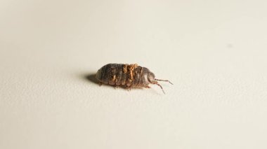 Yaygın ilaç tespih böceği ya da tombul böcek ve karalama böceği. Ayrıca hap böceği ya da patates böceği de denir. Böceğin eklembacaklı gibi Cadılar Bayramı fotoğrafı. Böceklerin ve böceklerin böcek fobisi, korku.