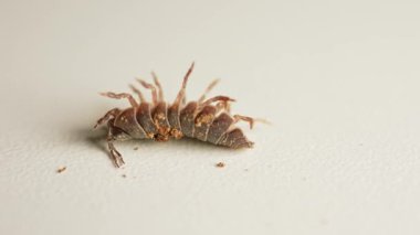 Küçük bacaklarını baş aşağı hareket ettiren sıradan bir böcek ya da böcek. Makro, kapat. Hap ya da hap böceği. Woodlice Armadillidium vulgare chitin vücuduna sahiptir ve yırtıcılardan korunmak için topa dönüşür.