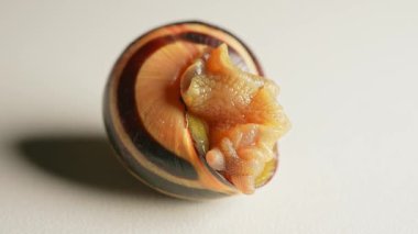 Salyangoz aşırı makroyu hareket ettiriyor. Üzüm bağı salyangozu sürünüyor. Beyaz arka planda sümüklü böcek. Yumuşakçalar sınıfındaki kabuklu kara hayvanları. Malakofobi salyangoz korkusu. Cadılar Bayramı geçmişi.