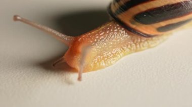 Salyangoz kabuktan yavaşça sürünerek çıkıyor. Detaylı makroyu yakından görüyor. Üzüm bağı salyangozu sümüksü vücut, hava soluyan kara salyangozu. Gastropod yumuşakçaları. İstilacı türler ve tarımsal haşereler.