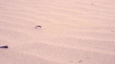 Singing Sands 'de kum tepelerinde rüzgarda sallanan kum. Bruce Peninsula Ulusal Parkı Ontario Kanada. Huron Gölü 'ndeki büyük kumlu plaj. Kumsalın adı rüzgarın kumullarda ıslık çalmasından geliyor.