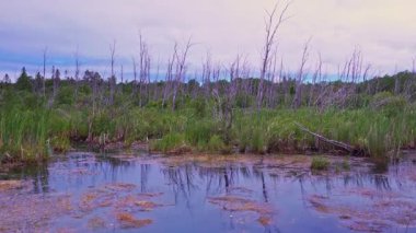 Otoyolun kenarındaki bataklık ve kuru ağaçlar. Kuzey Amerika 'nın Woodlands Ontario, Kanada. Bataklığın yakınındaki köknar ve ladin ağaçları. Bruce Yarımadası 'ndaki vahşi ormanlar. Seyahat sırasında durur.