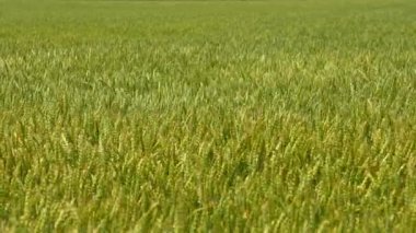 Yavaş çekim yeşil buğday tarlası manzarası. Güçlü rüzgardan dalgalanan ekinler. Genç yeşil buğday yaz gününde yavaşça sallanıyor. Kanada kırsalındaki sonsuz yeşil alan manzarası. Yiyecek konsepti.