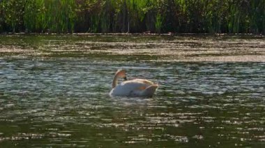 Gölde ya da küçük gölde yalnız bir kuğu. Kamerayı telefoto lensleriyle kapatın. Beyaz kuğu çok sıcak bir günde yüzüyor ve karnını doyuruyor. Stouffville Koruma Alanı ve Reservoir. Toronto, Kanada.