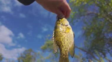 Kuzey Amerika Rock Bass balığı yaz tatillerinde aile içi su sporları yaparken balık tutar. Aktif tatil ve çocuklarla kamp yaparken gölde boş zamanların tadını çıkarmak..