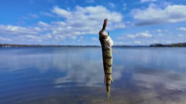 Deniz levreği balıkları, yaz tatillerinde aile içi su sporları yaparken balık yakalar. Sarı levrek balığı oltaya geldi. Aktif eğlence. Kamp yaparken gölün keyfini çıkarıyorum..