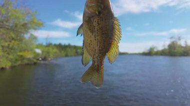 Kuzey Amerika Rock Bass balığı yaz tatillerinde aile içi su sporları yaparken balık tutar. Rock Bass balığı oltada ve hatta, aktif eğlence. Gölün tadını çıkarıyorum..