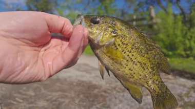 Kuzey Amerika Rock Bass balığı yaz tatillerinde aile içi su sporları yaparken balık tutar. Aktif tatil ve çocuklarla kamp yaparken gölde boş zamanların tadını çıkarmak..