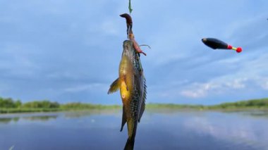 Kabak yemi oltaya takılmış solucan yemi, göldeki balık. Kuzey Amerika tatlı sularındaki göllerde, göletlerde ve nehirlerde bulunan mavi benekli güneş balığı. Aile içi su sporları balıkçılığı.