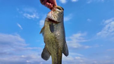 Koca ağızlı levrek balığı. Büyük ağızlı levrek balıkları yaz akşamları yakalar, ayrıntıları kapatırlar. Güneşin altında ağzıyla tutulan balıklar Kuzey Amerika gölünde yakalar ve bırakır. Su sporu, balık tutma oyunu.