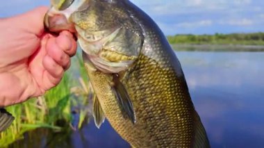 Koca ağızlı levrek balığı. Büyük ağızlı levrek balıkları yaz akşamları yakalar, ayrıntıları kapatırlar. Güneşin altında ağzıyla tutulan balıklar Kuzey Amerika gölünde yakalar ve bırakır. Su sporu, balık tutma oyunu.