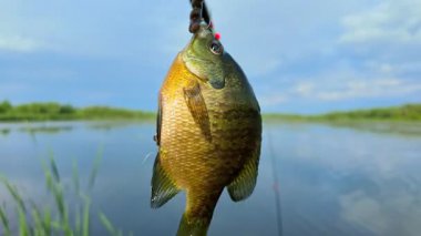 Kabak yemi oltaya takılmış solucan yemi, göldeki balık. Kuzey Amerika tatlı sularındaki göllerde, göletlerde ve nehirlerde bulunan mavi benekli güneş balığı. Aile içi su sporları balıkçılığı.