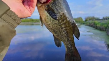 Büyük ağızlı levrek balığı ağzıyla balık tutar, balık tutma sporu. Kuzey Amerika gölünde koca ağızlı levrek. Su sporu hobileri, akşamları yaşam tarzı balıkçılığı.