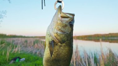 Büyük ağızlı levrek balığı ağzıyla balık tutar, balık tutma sporu. Kuzey Amerika gölünde koca ağızlı levrek. Su sporu hobileri, akşamları yaşam tarzı balıkçılığı.