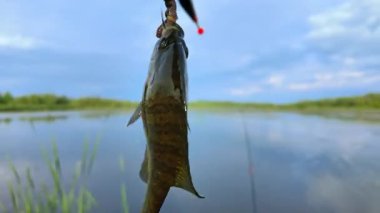 Kabak yemi oltaya takılmış solucan yemi, göldeki balık. Kuzey Amerika tatlı sularındaki göllerde, göletlerde ve nehirlerde bulunan mavi benekli güneş balığı. Aile içi su sporları balıkçılığı.