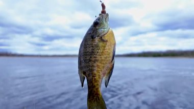 Balkabağı tohumu balığı yaz tatillerinde aile içi su sporları yaparken balık tutar. Tatlı su Bluegill Güneş Balığı ya da spor balığı, aktif eğlence. Kamp yaparken gölün keyfini çıkarıyorum.