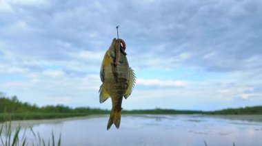 Balkabağı tohumu balığı yaz tatillerinde aile içi su sporları yaparken balık tutar. Tatlı su Bluegill Güneş Balığı ya da spor balığı, aktif eğlence. Kamp yaparken gölün keyfini çıkarıyorum.