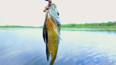 Balkabağı tohumu balığı yaz tatillerinde aile içi su sporları yaparken balık tutar. Tatlı su Bluegill Güneş Balığı ya da spor balığı, aktif eğlence. Kamp yaparken gölün keyfini çıkarıyorum.