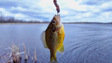 Balkabağı tohumu balığı yaz tatillerinde aile içi su sporları yaparken balık tutar. Tatlı su Bluegill Güneş Balığı ya da spor balığı, aktif eğlence. Kamp yaparken gölün keyfini çıkarıyorum.